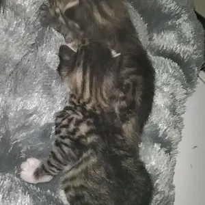 Kasur Tidur Kucing dan Anjing Bulu Rasfur Murah