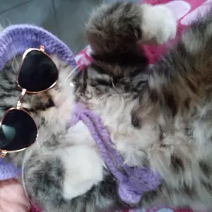 Kacamata Kucing Murah Lucu Aksesoris Hewan