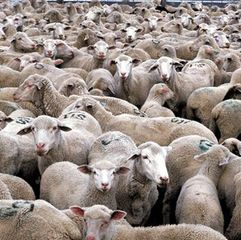 Shop Pin chính hãng