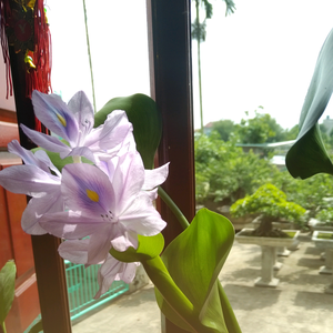 Cầu nối điện QN